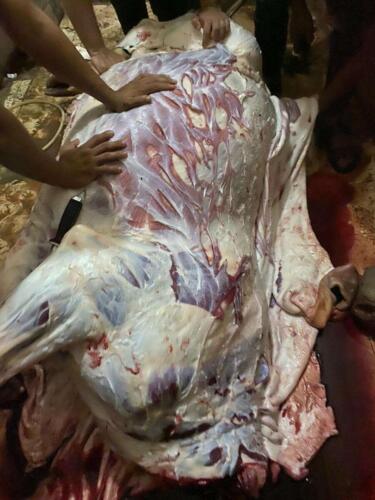 توزيع لحوم صدقة يوم عرفة 1441 هـ (3)