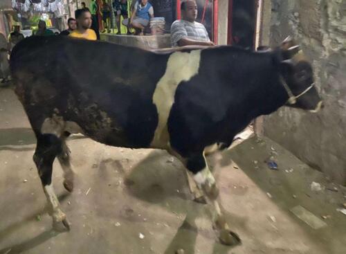 توزيع لحوم صدقة يوم عرفة 1441 هـ (7)