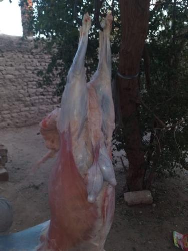 ذبائح طول العام_37