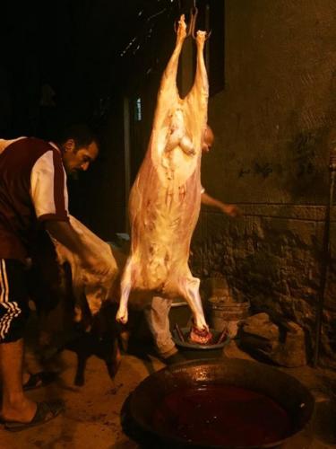 ذبائح طول العام_44