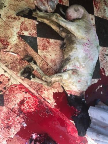 ذبائح عيد الأضحى 1439_10