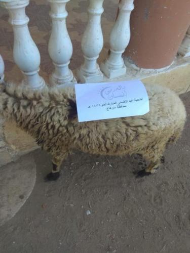 ذبائح عيد الأضحى 1439_11