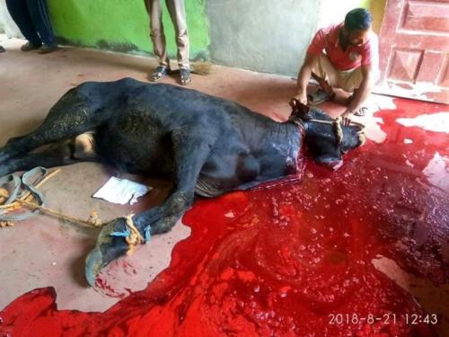 ذبائح عيد الأضحى 1439_13