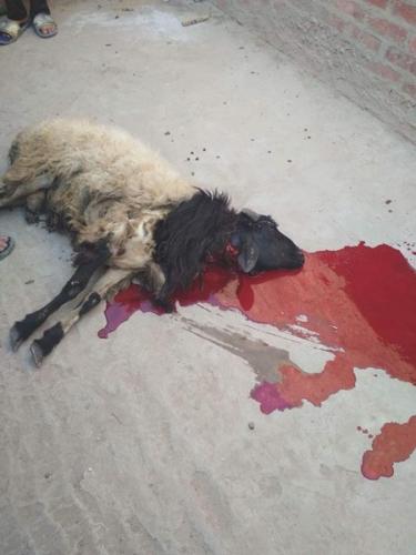 ذبائح عيد الأضحى 1439_14