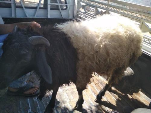 ذبائح عيد الأضحى 1439_15