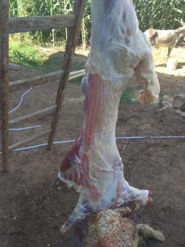 ذبائح عيد الأضحى 1439_16