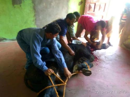 ذبائح عيد الأضحى 1439_9