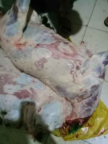 ذبائح عيد الأضحى 1440_83