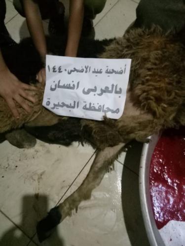 ذبائح عيد الأضحى 1440_84