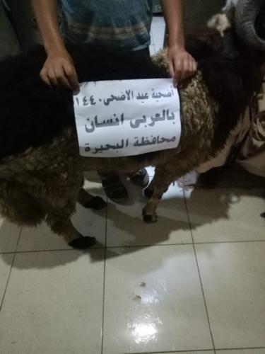 ذبائح عيد الأضحى 1440_85