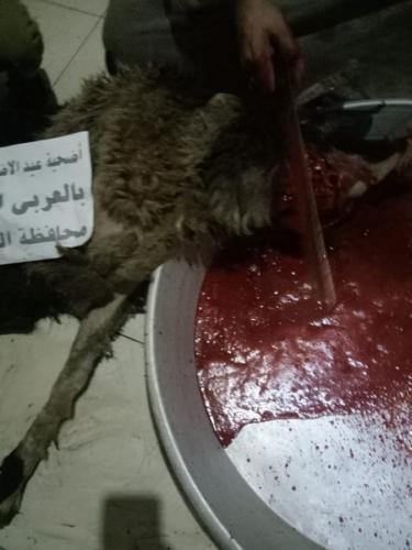 ذبائح عيد الأضحى 1440_86