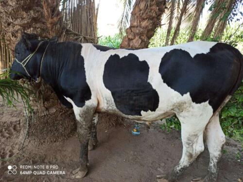 ذبائح عيد الأضحى 1441 هـ (130)