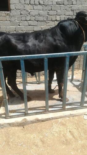 ذبح عجل - الأقصر - يوليو 2020 (1)