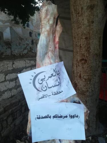 ذبح عجل - الأقصر - يوليو 2020 (4)