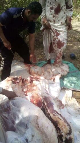 ذبح عجل - قنا - مايو 2020 (10)