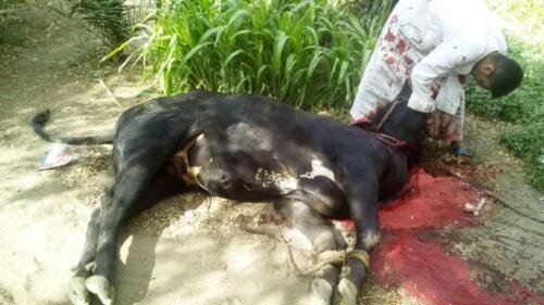 ذبح عجل - قنا - مايو 2020 (11)