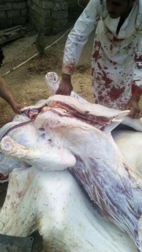 ذبح عجل - قنا - مايو 2020 (12)