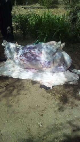 ذبح عجل - قنا - مايو 2020 (17)