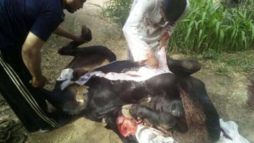 ذبح عجل - قنا - مايو 2020 (18)