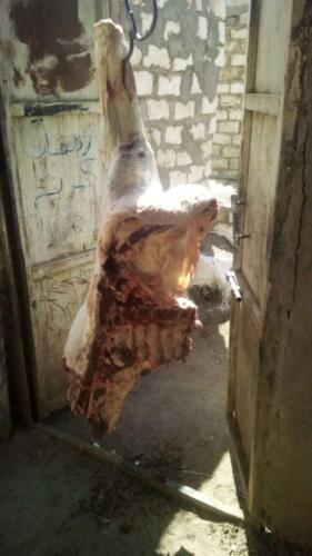 ذبح عجل - قنا - مايو 2020 (19)