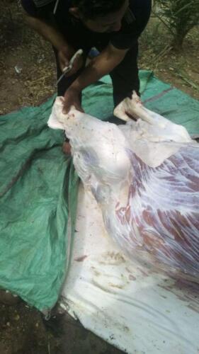 ذبح عجل - قنا - مايو 2020 (9)