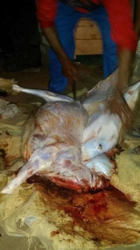 قاففلة عزبة السادات - الصف - 28 إبريل 2017_32