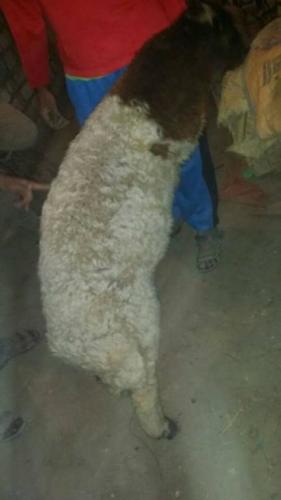 قاففلة عزبة السادات - الصف - 28 إبريل 2017_5