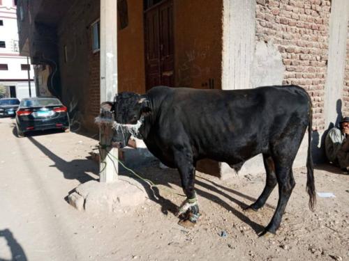 قافلة سوهاج - 7 ديسمبر 2018_52