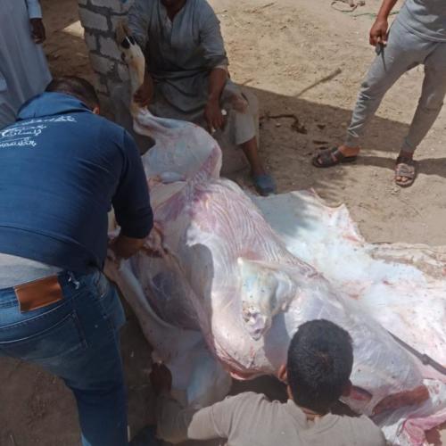 قافلة قنا - 22 مارس 2019_12